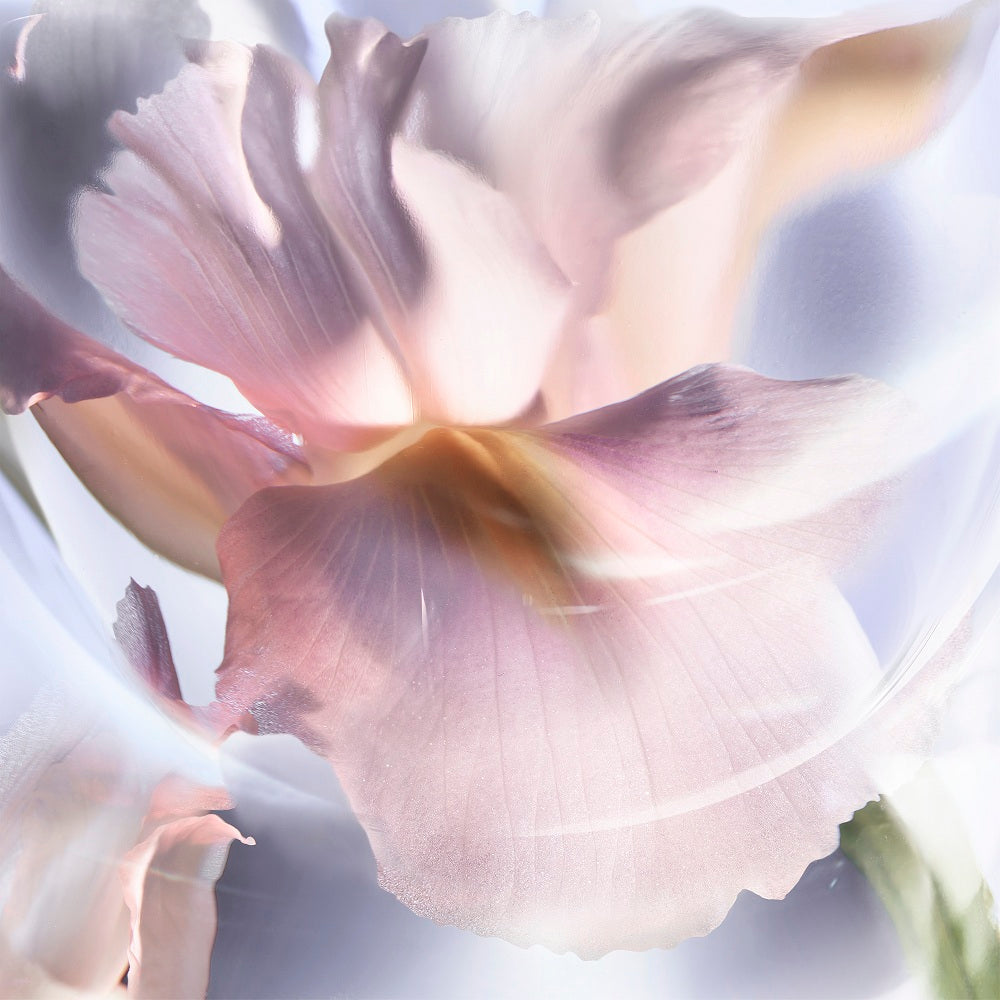 LA VIE EST BELLE IRIS ABSOLU